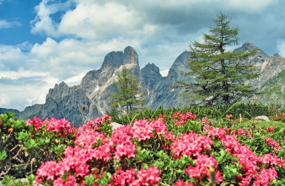 Almrosen und Blick auf Salzburger Bergwelt © TVB Filzmoos/Alfred Hahn