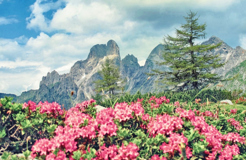 Almrosen und Blick auf Salzburger Bergwelt © TVB Filzmoos/Alfred Hahn